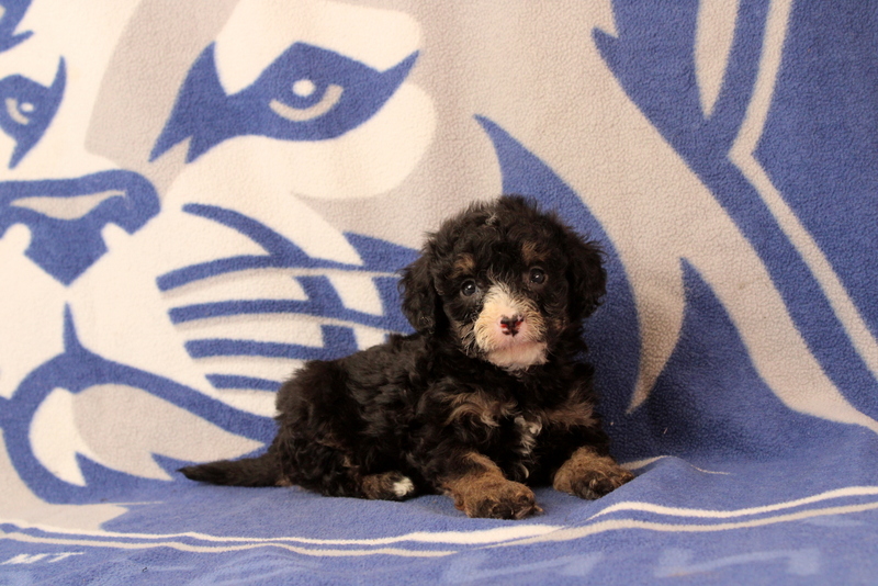 puppy, for, sale, Mini Bernedoodle F1, Matthew B. Stoltzfus, dog, breeder, Gap, PA, dog-breeder, puppy-for-sale, forsale, nearby, find, puppyfind, locator, puppylocator, aca